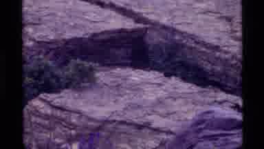 Holland Lake Montana USA (1972): Animal Hiding Among The Blowing Trees And Rough