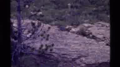 Holland Lake Montana USA (1972): High Grass With Flowers Blowing Freely In The