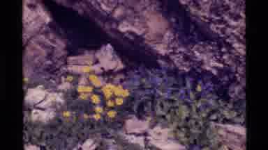 Holland Lake Montana USA (1972): Bright And Beautiful Yellow And Purple Flowers