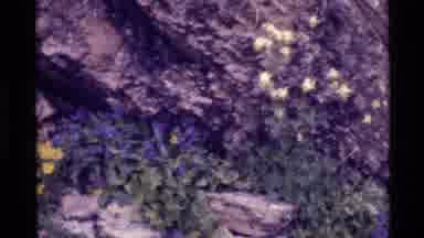 Holland Lake Montana USA (1972): Blossomed Flowers In And Around A Tree