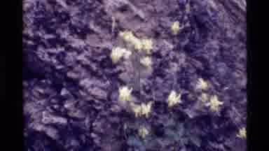 Holland Lake Montana USA (1972): Wild Orchids Growing On The Face Of A Large Rock