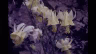 Holland Lake Montana USA (1972): Flowers Blowing In The Wind With Smoke Coming