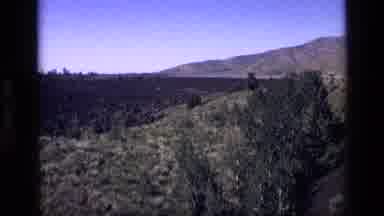 Idaho USA (1972): Expanding Forest Filled With Infinite Wildlife From The Ground