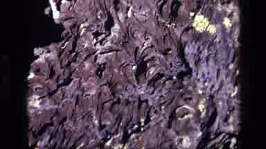 Idaho USA (1972): Small Green Sprout On Rock Surface In A Bright Sunny Day