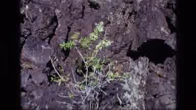 Idaho USA (1972): Small Tree Blowing In The Wind Near Rock Face Of Mountains