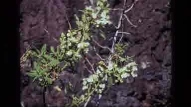 Idaho USA (1972): Close Up Of Bark And A Flowering Branch