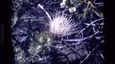 Idaho USA (1972): The Quiet Flower Blowing In The Spring Breeze In Nature