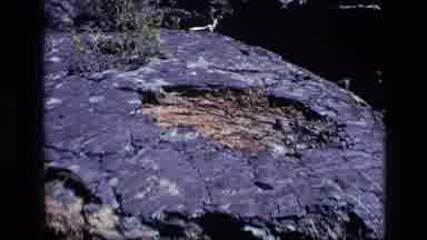 Idaho USA (1972): Interesting Layers Of Rock With Tiny Beautiful Yellow Flowers