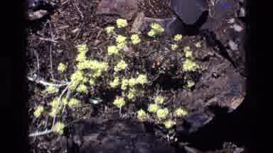 Idaho USA (1972): Plant Fluttering In The Rocks