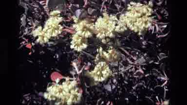 Idaho USA (1972): Bumble Bee Flies Around Pale Yellow Flowers On A Bright Sunny