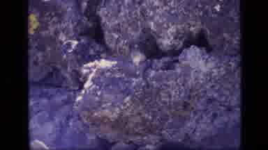 Idaho USA (1972): Squirrels Climbing Around Rocks And Eating Something They