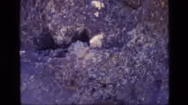 Idaho USA (1972): Cute Small Animal Grooms Its Fur In The Bushes In The Woods