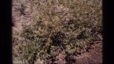 Idaho USA (1972): Wild Tomato Plant