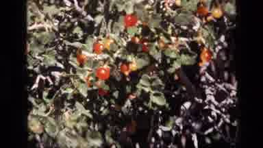Idaho USA (1972): Red Wild Berries On A Green Plant While Wind Blows And Moves The