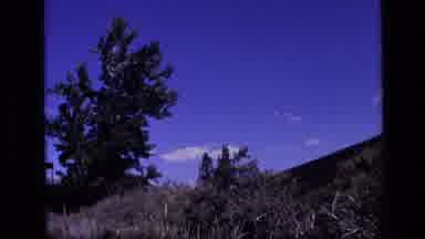 Idaho USA (1972): Tomato Plants Growing On Hillside On A Bright Sunny Day
