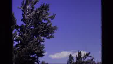 Idaho USA (1972): Deep Blue Sky With Close Up Of Tall Tree Light Clouds