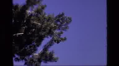 Idaho USA (1972): Tree Branches On A Windy Day