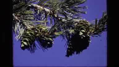 Idaho USA (1972): A View Of Many Types Of Plants And Trees In A Forest