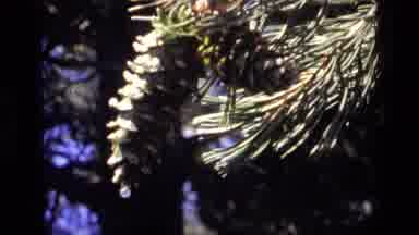 Idaho USA (1972): Pine Cone Dancing In The Wind In The Daylight With Craters