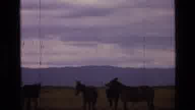 SCAPEGOAT WILDERNESS MONTANA USA .MP-1973: Donkeys Standing In An Open Plain