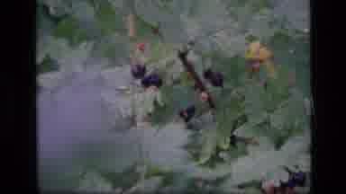 SCAPEGOAT WILDERNESS MONTANA USA .MP-1973: Grey Hair Woman With Glasses Picking