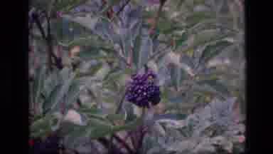 SCAPEGOAT WILDERNESS MONTANA USA .MP-1973: Cluster Of Purple Berries Hanging