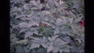 SCAPEGOAT WILDERNESS MONTANA USA .MP-1973: Shot Of Wild Blueberries And