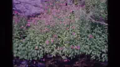SCAPEGOAT WILDERNESS MONTANA USA .MP-1973: Magenta Wildflowers On Bushes Growing