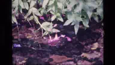 SCAPEGOAT WILDERNESS MONTANA USA .MP-1973: Two Scenes Hikers Traveling In The