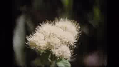 SCAPEGOAT WILDERNESS MONTANA USA .MP-1973: White Flower Moving Very Gently With