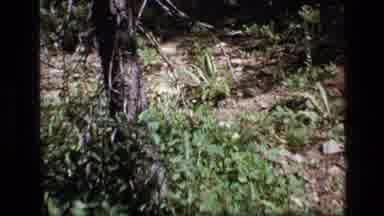 Scapegoat Wilderness Montana USA .Mp-1973: Cattail Plant Swaying In The Breeze