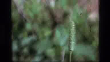 SCAPEGOAT WILDERNESS MONTANA USA .MP-1973: Simplicity And Beauty In Common