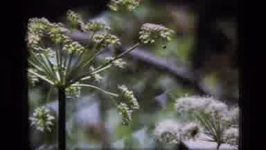 SCAPEGOAT WILDERNESS MONTANA USA .MP-1973: Closeup Vintage Video Footage Of