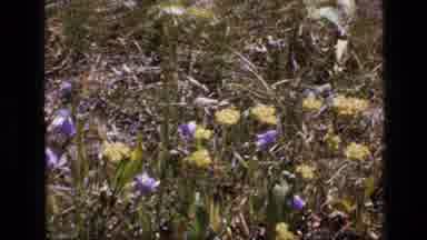 SCAPEGOAT WILDERNESS MONTANA USA .MP-1973: Purple And Yellow Wildflowers Dance