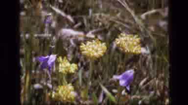 SCAPEGOAT WILDERNESS MONTANA USA .MP-1973: Two Scenes Beautiful Flowers In The