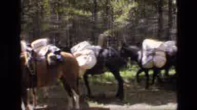 SCAPEGOAT WILDERNESS MONTANA USA .MP-1973: Cowboy Has Horses And Mules Carrying
