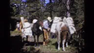 SCAPEGOAT WILDERNESS MONTANA USA .MP-1973: Cowboy Strapping Gear To Pack Mules In Forest