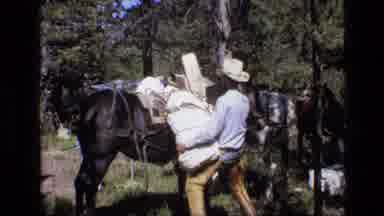SCAPEGOAT WILDERNESS MONTANA USA .MP-1973: Cowboy Taking Large Packed Stuff Of