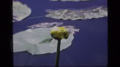 SCAPEGOAT WILDERNESS MONTANA USA .MP-1973: Vintage Video Footage Of Camera