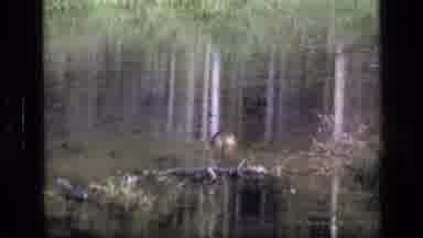 SCAPEGOAT WILDERNESS MONTANA USA .MP-1973: Little Critter Enjoying The Cool