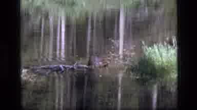 SCAPEGOAT WILDERNESS MONTANA USA .MP-1973: An Alligator Swimming In A Creek