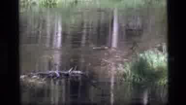 SCAPEGOAT WILDERNESS MONTANA USA .MP-1973: A Duck Swimming In A Small Stream