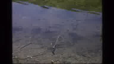 SCAPEGOAT WILDERNESS MONTANA USA .MP-1973: A Bird Is Flying Over A Shallow Body