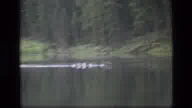 SCAPEGOAT WILDERNESS MONTANA USA .MP-1973: Bird Walks On Water