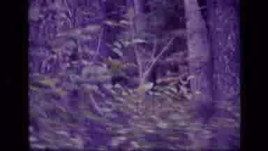 SCAPEGOAT WILDERNESS MONTANA USA .MP-1973: Some Men Working And Camping At Work