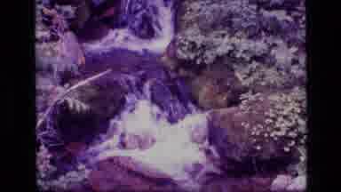 SCAPEGOAT WILDERNESS MONTANA USA .MP-1973: Stream To Plants
