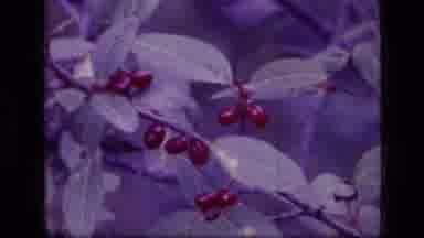 SCAPEGOAT WILDERNESS MONTANA USA .MP-1973: Person Standing Behind Red Berry Bush