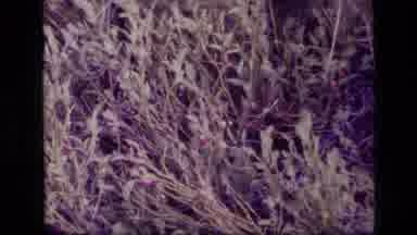 SCAPEGOAT WILDERNESS MONTANA USA .MP-1973: Close Up Shots Of Beautiful Greenery