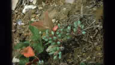 SCAPEGOAT WILDERNESS MONTANA USA .MP-1973: Close-Up Of A Plant In The Forest