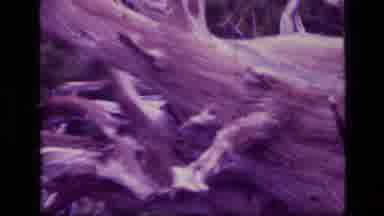 SCAPEGOAT WILDERNESS MONTANA USA .MP-1973: A Zoom Out Of A Large Piece Of Wood